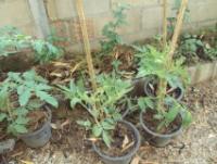 post-32351-0-87406400-1419420198_thumb.j