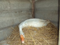 post-32351-0-91649700-1418635597_thumb.p