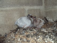 post-32351-0-91661400-1418636341_thumb.p