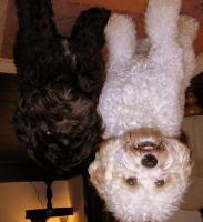 post-37101-0-39185600-1419855533_thumb.j