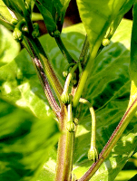 post-37242-0-13475600-1419237921_thumb.p