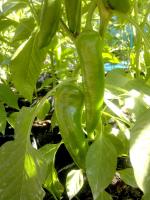 post-37242-0-18619900-1417793662_thumb.j