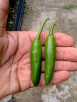 post-37242-0-32601800-1417412439_thumb.j