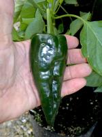 post-37242-0-63034900-1417412467_thumb.j