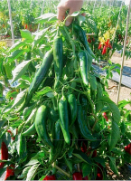 post-37242-0-67129700-1418316347_thumb.p