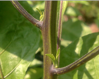 post-37242-0-86067200-1418665470_thumb.p