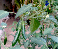 post-37242-0-89373900-1419174828_thumb.p