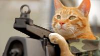 catwithmachinegun.jpg