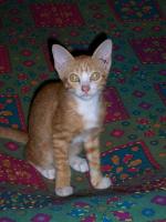 post-68373-0-37482700-1419328493_thumb.j