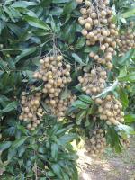 post-87221-0-83030500-1418092770_thumb.j