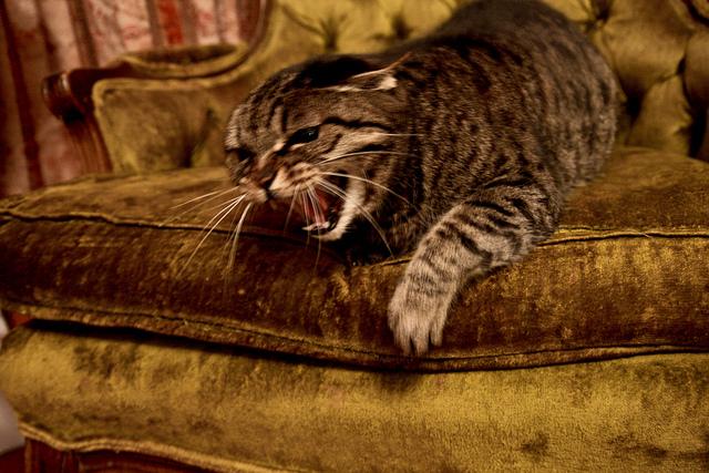 post-140056-0-14095800-1450909308_thumb.