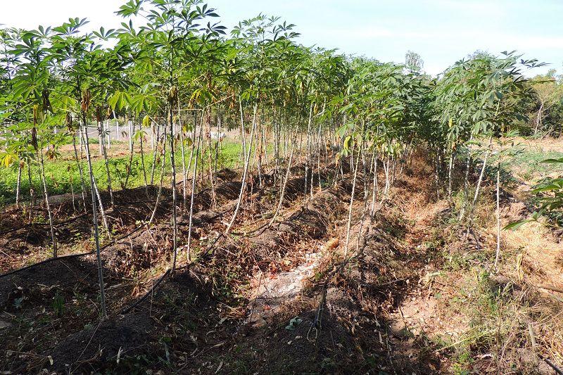 post-147638-0-46980300-1451043791_thumb.