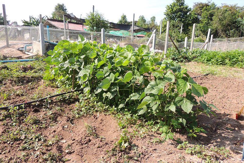 post-147638-0-64420300-1451027768_thumb.