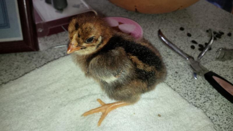 post-175342-0-26717500-1450581442_thumb.