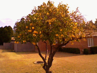 post-227967-0-25399000-1451204250_thumb.