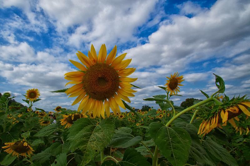 post-228573-0-04301800-1449580114_thumb.