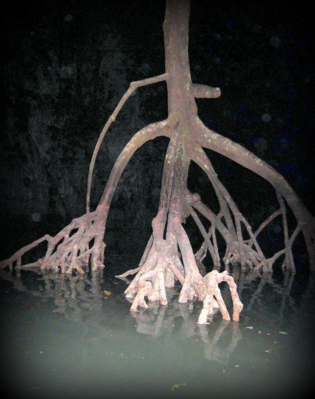 post-231841-0-18903400-1448939628_thumb.