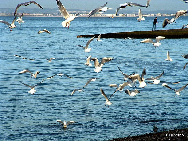 post-237730-0-02399300-1450257490_thumb.