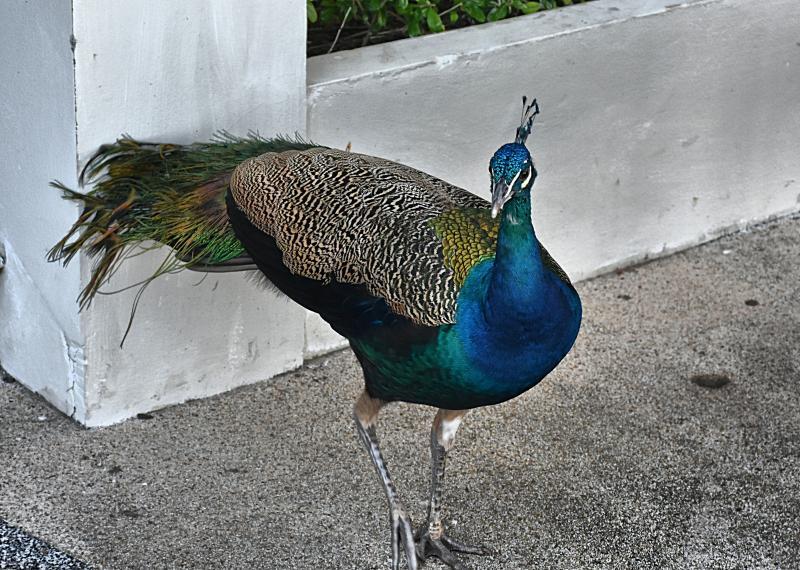 post-237730-0-06234200-1449025160_thumb.