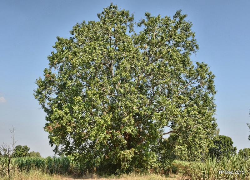 post-237730-0-18063000-1449978427_thumb.