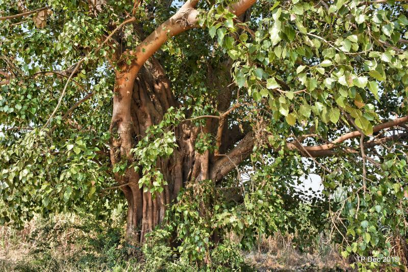 post-237730-0-24587900-1449978453_thumb.