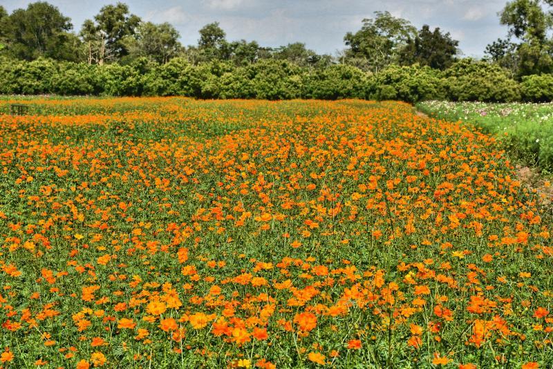 post-237730-0-37989300-1449381286_thumb.