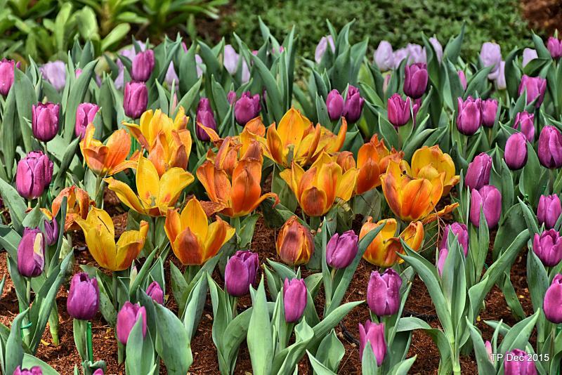 post-237730-0-57113400-1450345305_thumb.