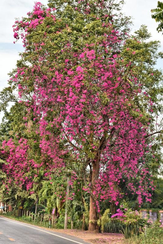 post-237730-0-76641500-1449196762_thumb.