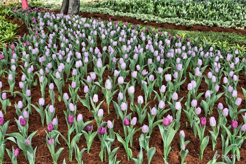 post-237730-0-87174500-1450345285_thumb.