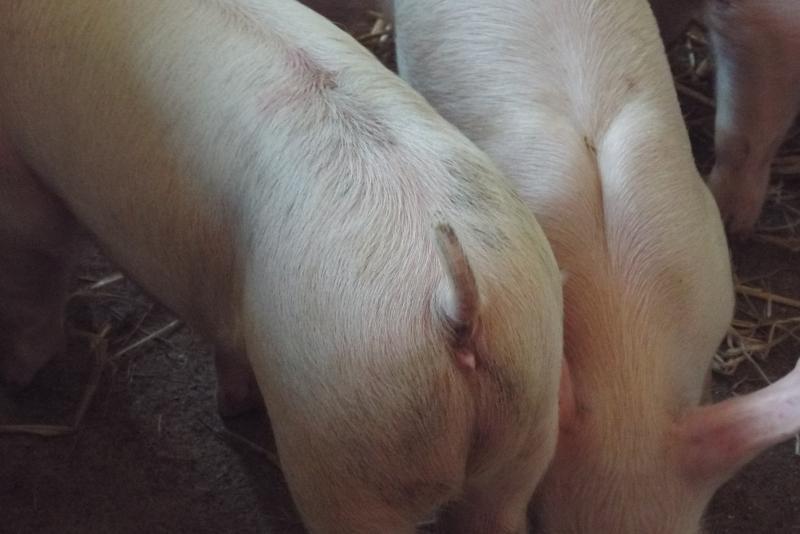 post-32351-0-27328300-1450330954_thumb.j