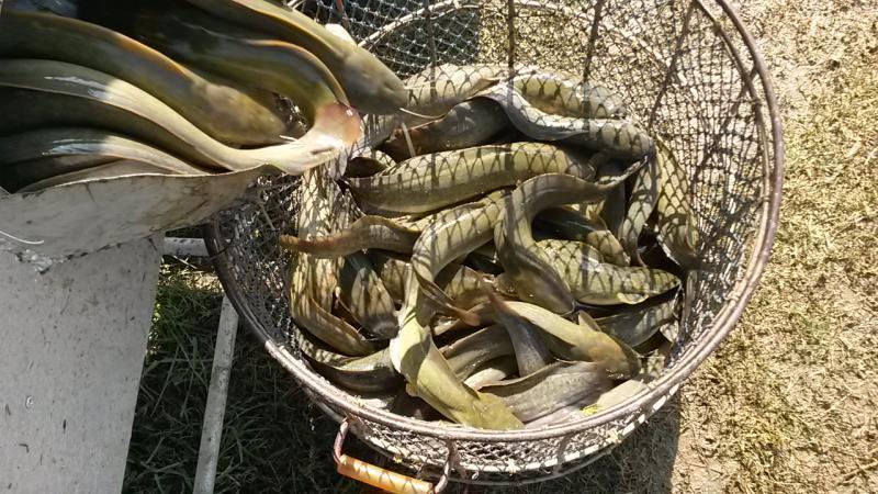 post-42398-0-19588100-1450161734_thumb.j