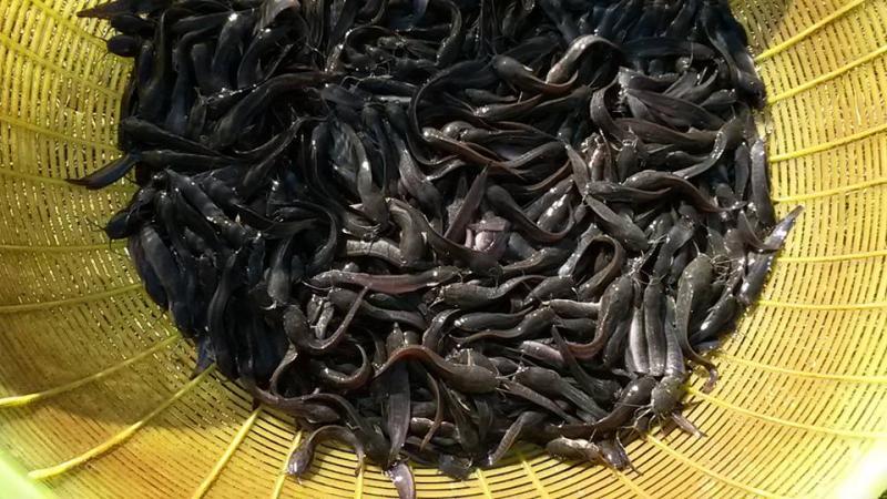 post-42398-0-24918100-1449389808_thumb.j