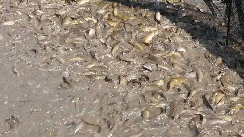 post-42398-0-35791700-1449672460_thumb.j