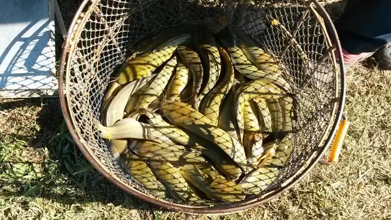 post-42398-0-42825800-1450161228_thumb.j