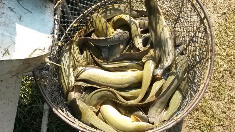 post-42398-0-45103300-1450161221_thumb.j