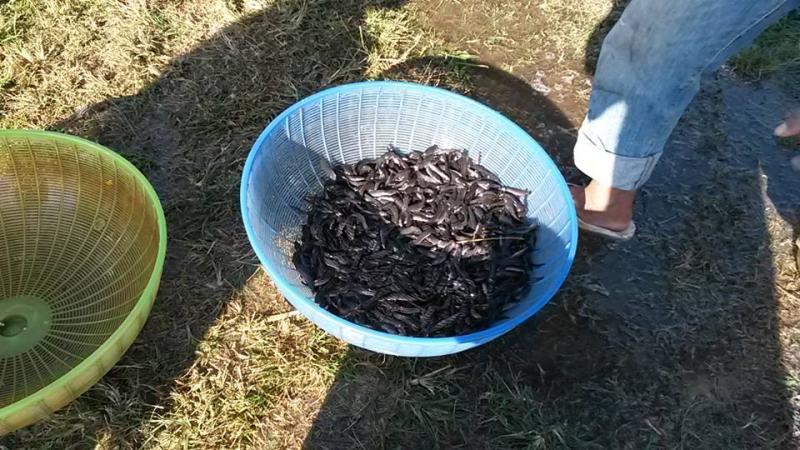 post-42398-0-48504100-1449389806_thumb.j