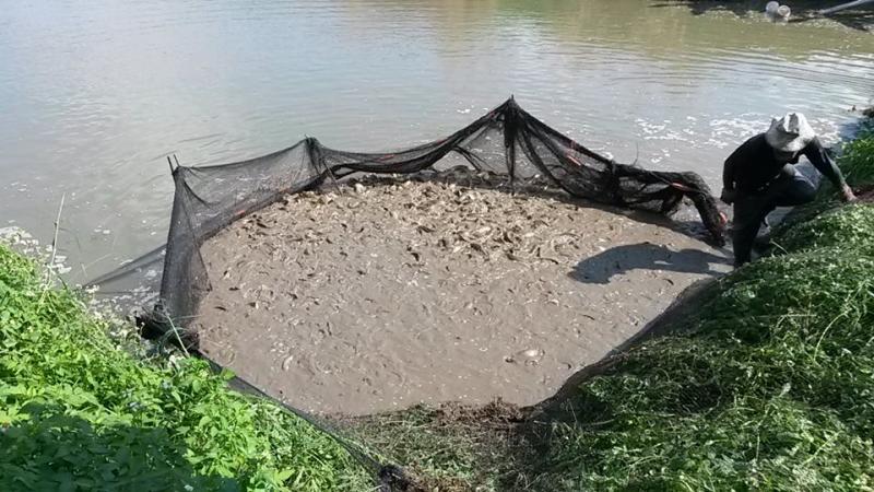 post-42398-0-58737700-1449672446_thumb.j