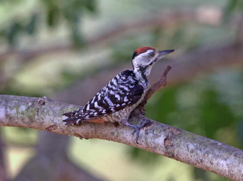 post-59731-0-07045800-1451028279_thumb.j