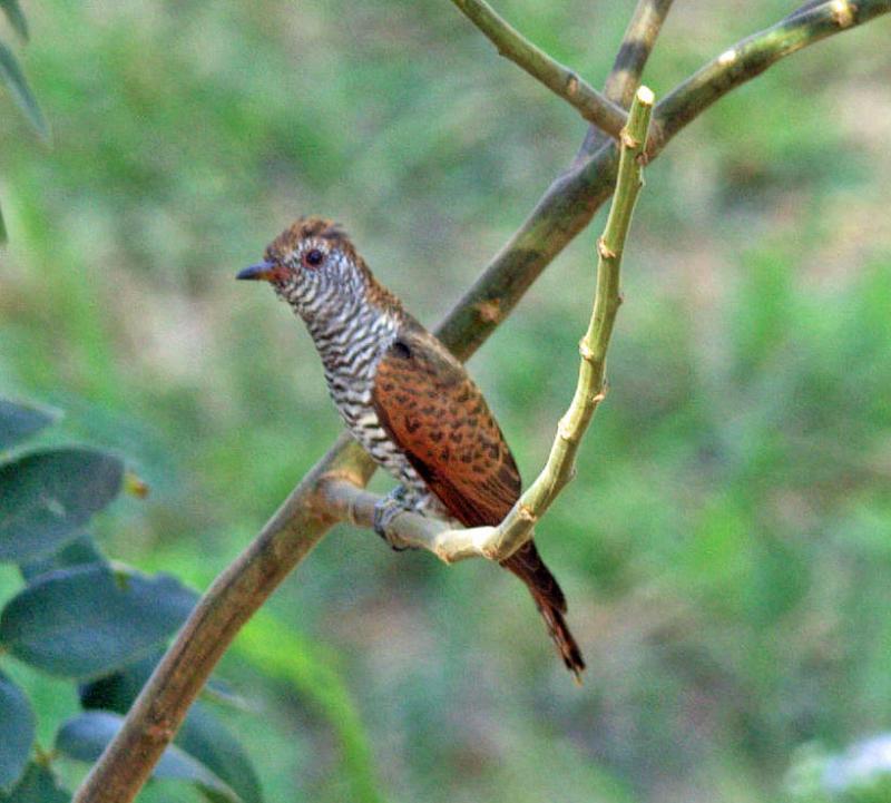 post-59731-0-13108200-1450847848_thumb.j