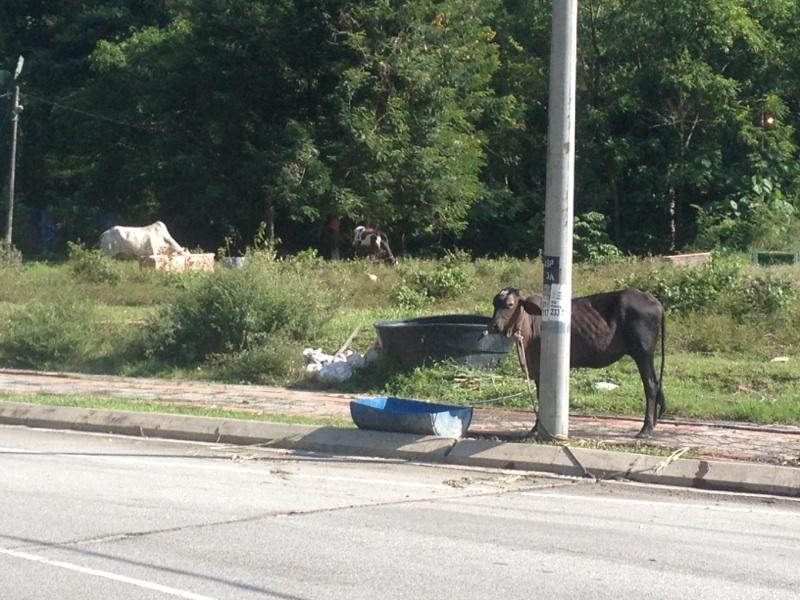 post-60794-0-22322200-1450700243_thumb.j