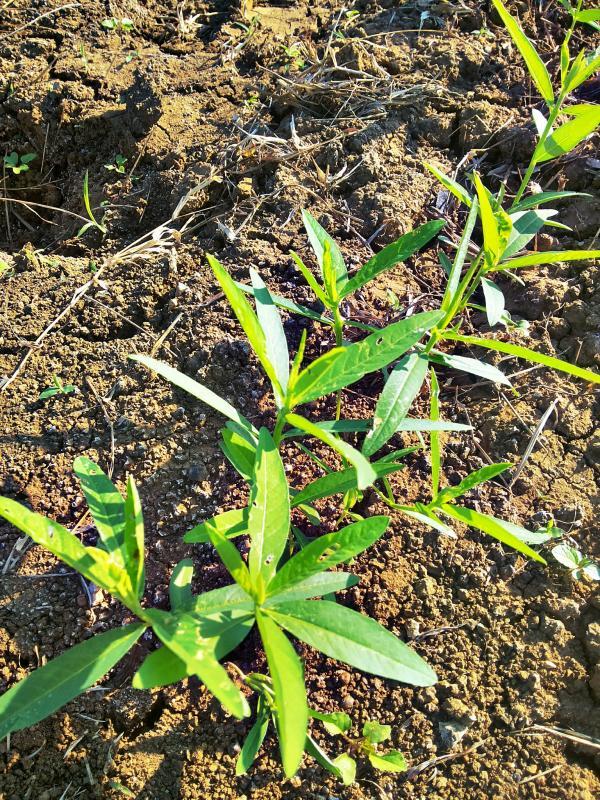 post-68260-0-13888700-1451356330_thumb.j