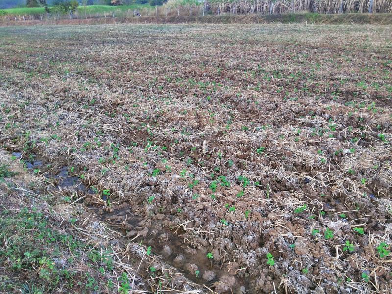 post-68260-0-43894400-1450952502_thumb.j