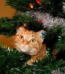 post-68373-0-55736400-1451127317_thumb.j