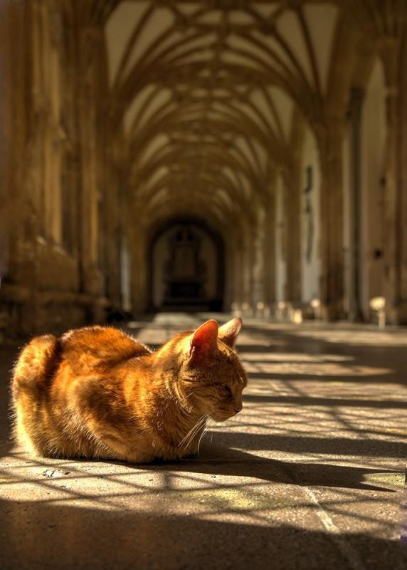 post-68373-0-78317100-1450847231_thumb.j