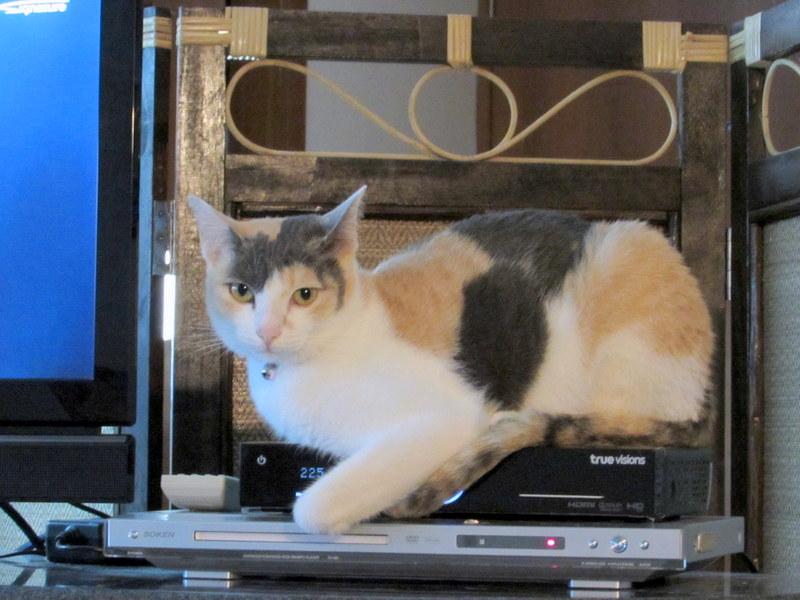 Princess on Truevisions.JPG