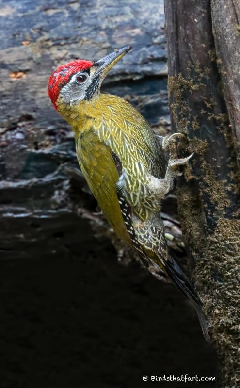 post-77574-0-26154400-1450530573_thumb.j