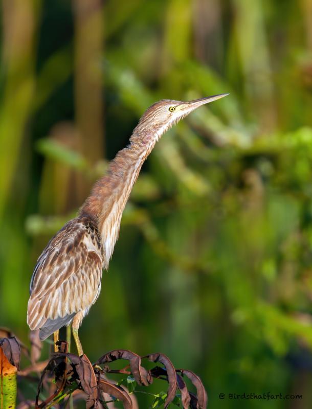 post-77574-0-41654200-1450530201_thumb.j