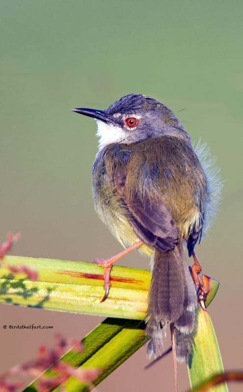 post-77574-0-43530900-1450530358_thumb.j