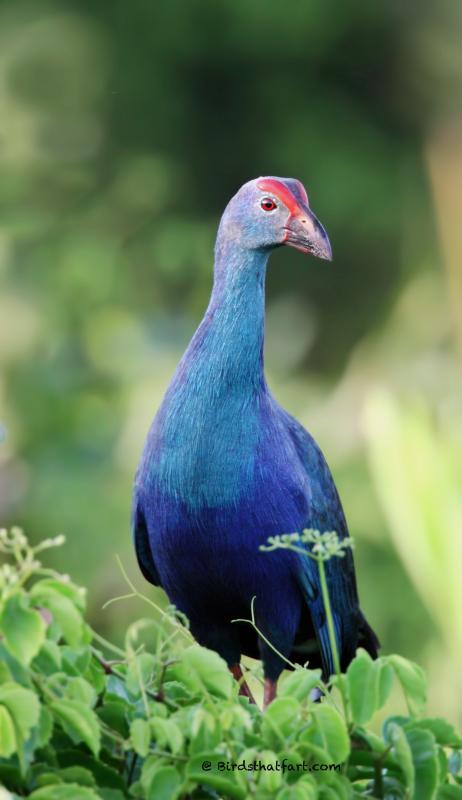 post-77574-0-45867800-1450530411_thumb.j