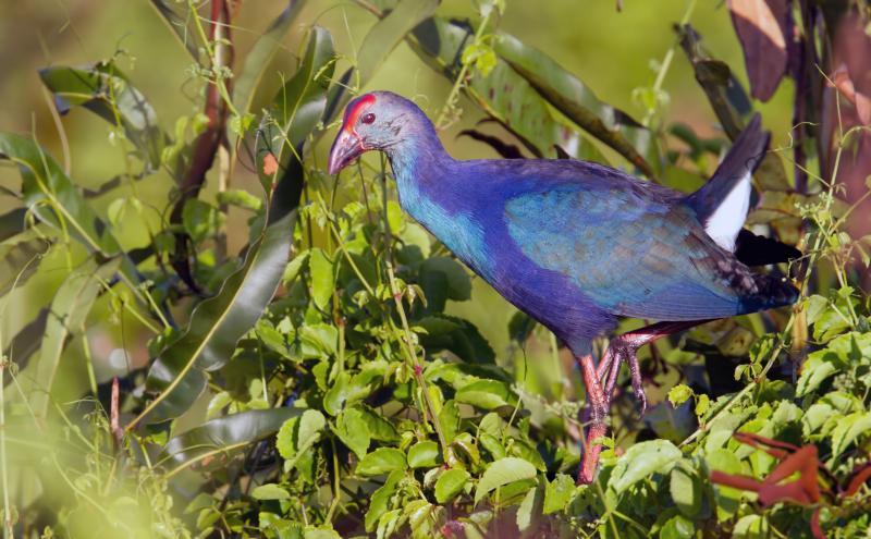 post-77574-0-61110600-1450530234_thumb.j